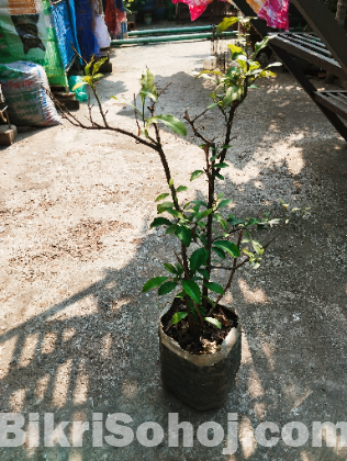 ফলের গাছ